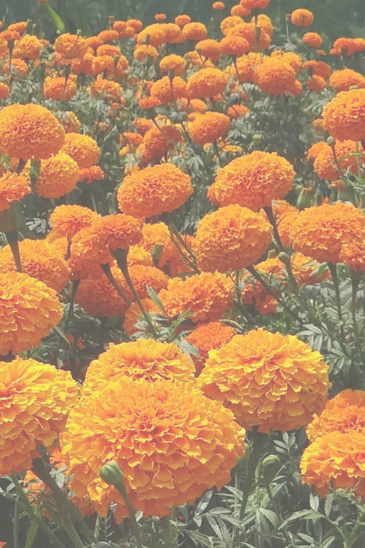 10 Fantastic Benefits of Calendula for Your Skin