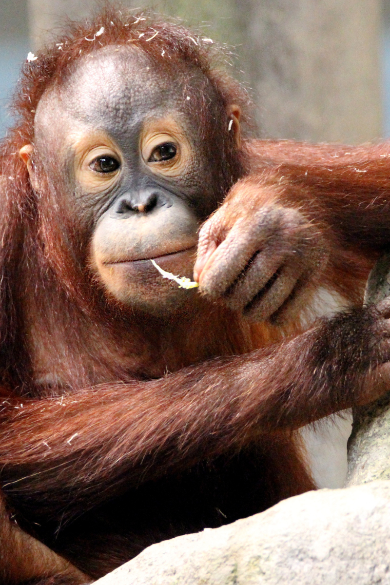 Understanding the Impact of Palm Oil on the Environment