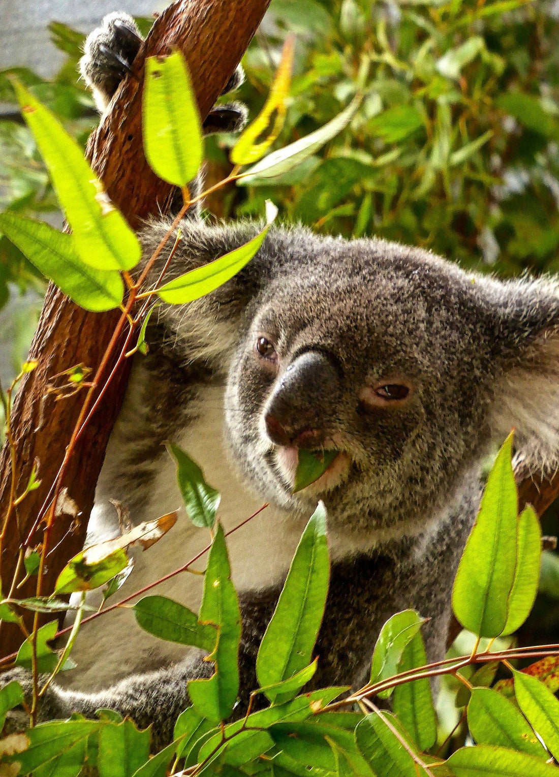 Eucalyptus to Soothe Your Soul | Kilted Suds