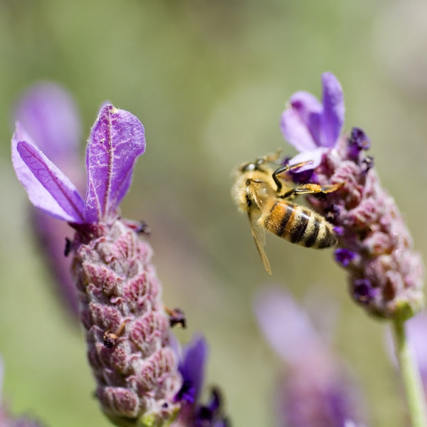 Get Into Bed With Lavender