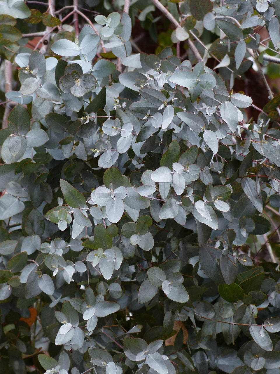 Eucalyptus in Bar Soap