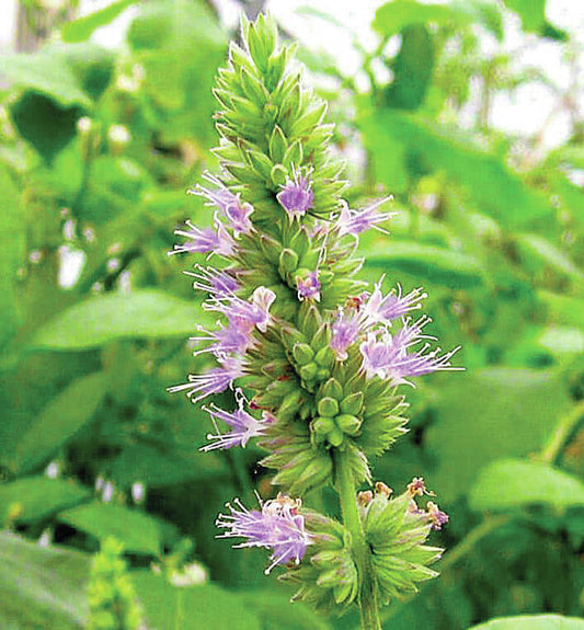 What is Patchouli and How Can You Use It?