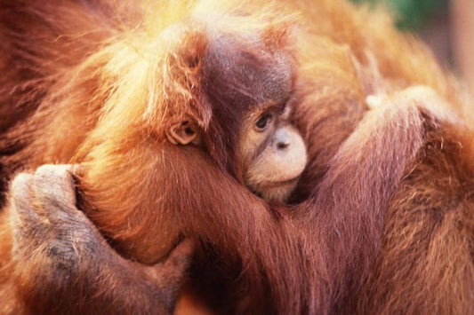 Why We Will Never Use Palm Oil | Kilted Suds