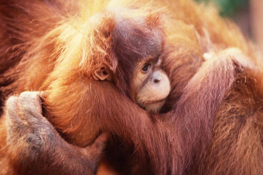 Why We Will Never Use Palm Oil
